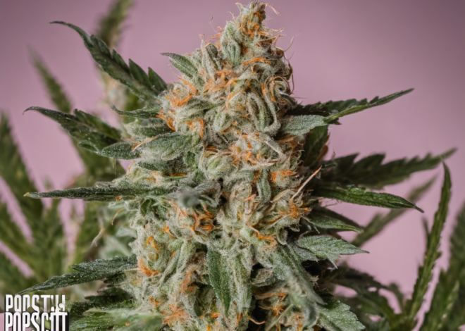 Exploring the Potent Popscotti Strain: A Delicious and Relaxing Indica-Dominant Hybrid