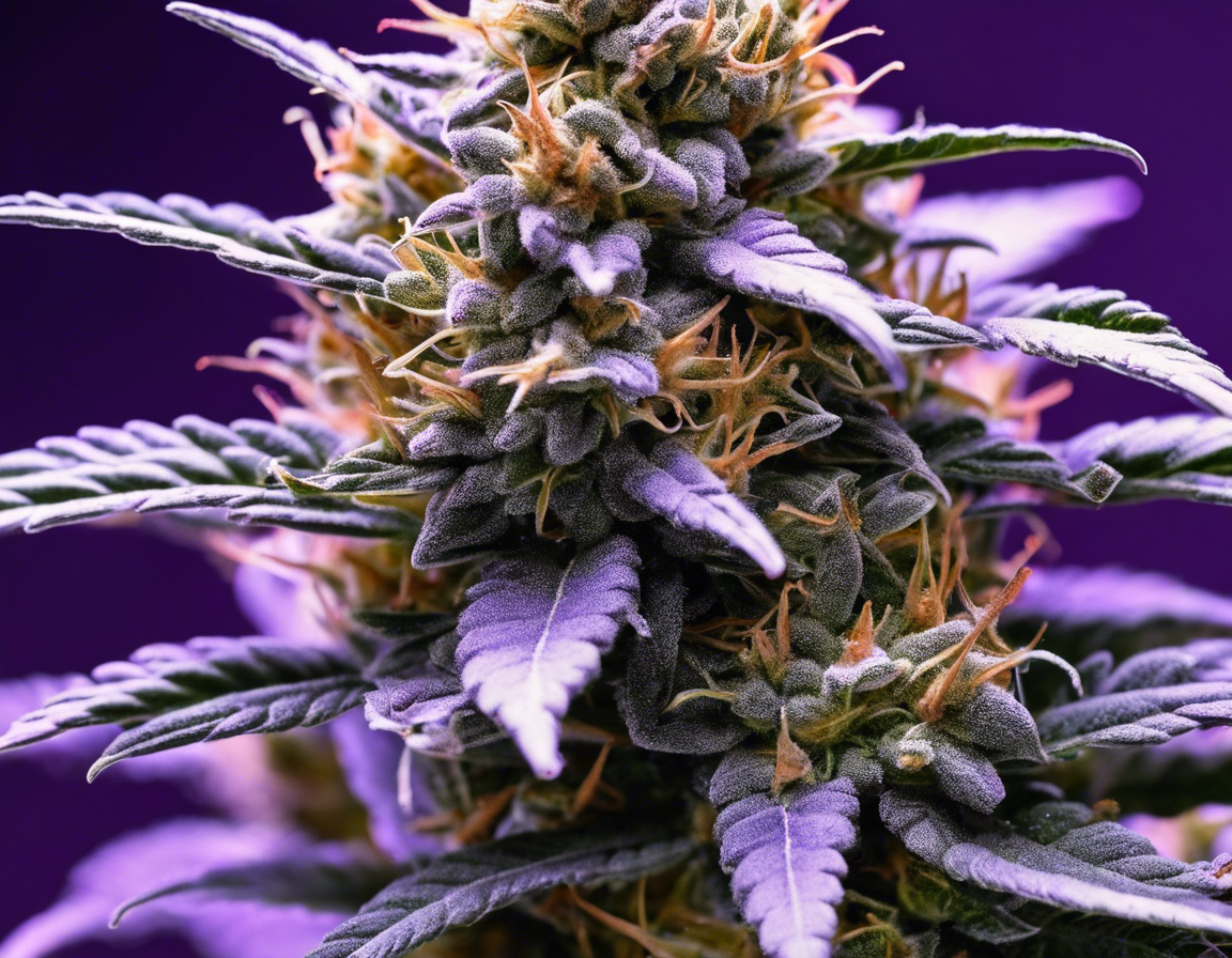 Purp Strain: Exploring the Popular Cannabis Variety