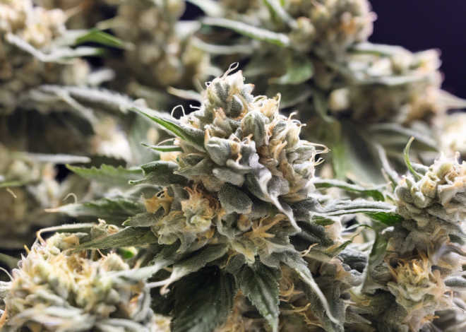 Unveiling the White Gushers Strain: A Sweet Indica Hybrid Blend